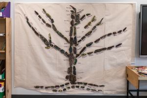 ouverture officielle lt 54